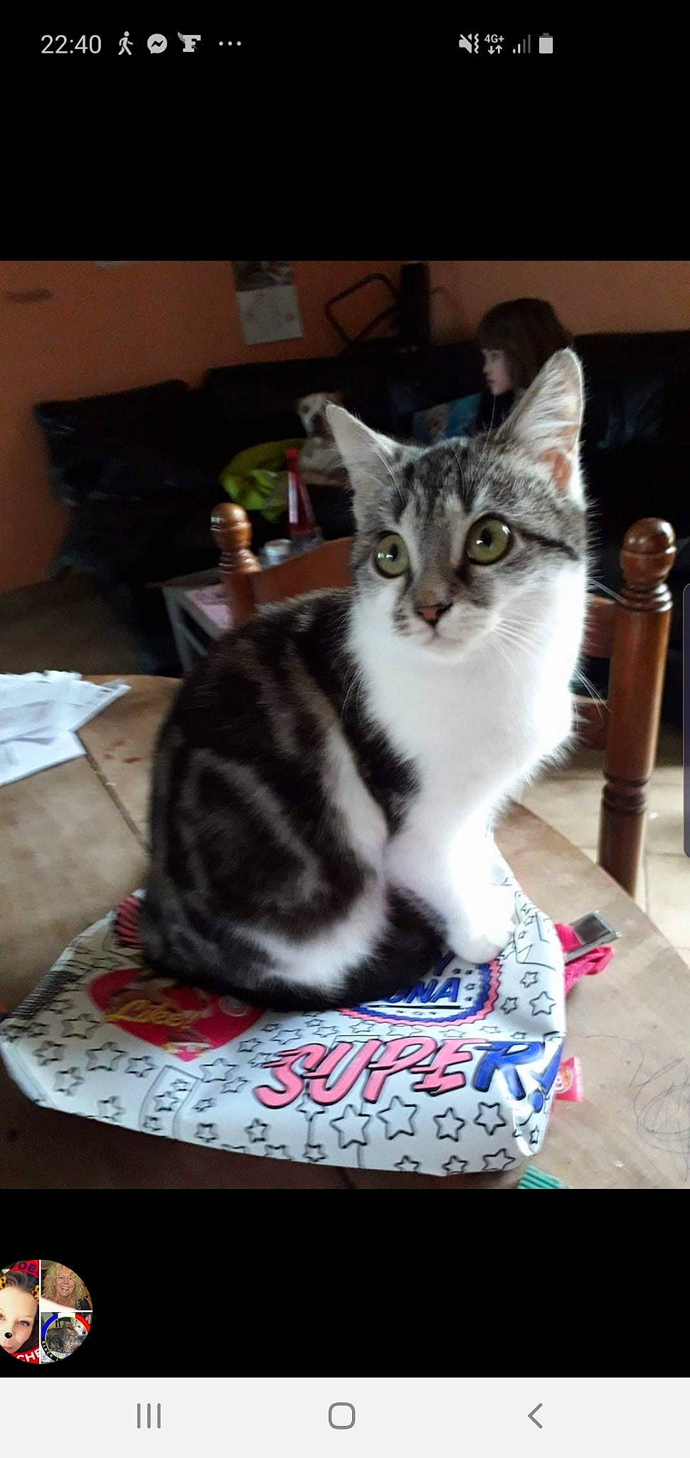 Seco participe au concours pour gagner de l'argent avec cette photo : aegean_cat, american_shorthair, american_wirehair, asian, carnivore, cat, domestic_short_haired_cat, dragon_li, egyptian_mau, european_shorthair, felidae, kitten, mammal, photo_caption, small_to_medium_sized_cats, sokoke, tabby_cat, tail, vertebrate, whiskers