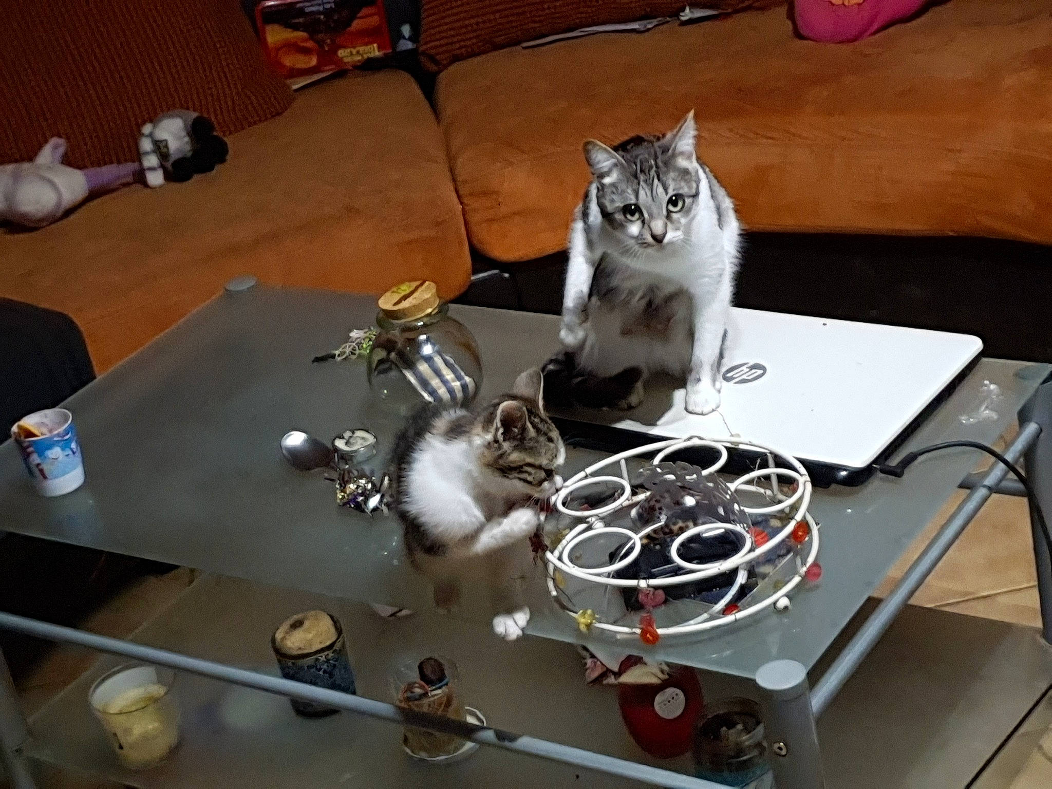 Seco a rejoint le concours — aidez-le/la à gagner de superbes lots ! american_shorthair, carnivore, cat, domestic_short_haired_cat, european_shorthair, felidae, kitten, norwegian_forest_cat, small_to_medium_sized_cats, whiskers