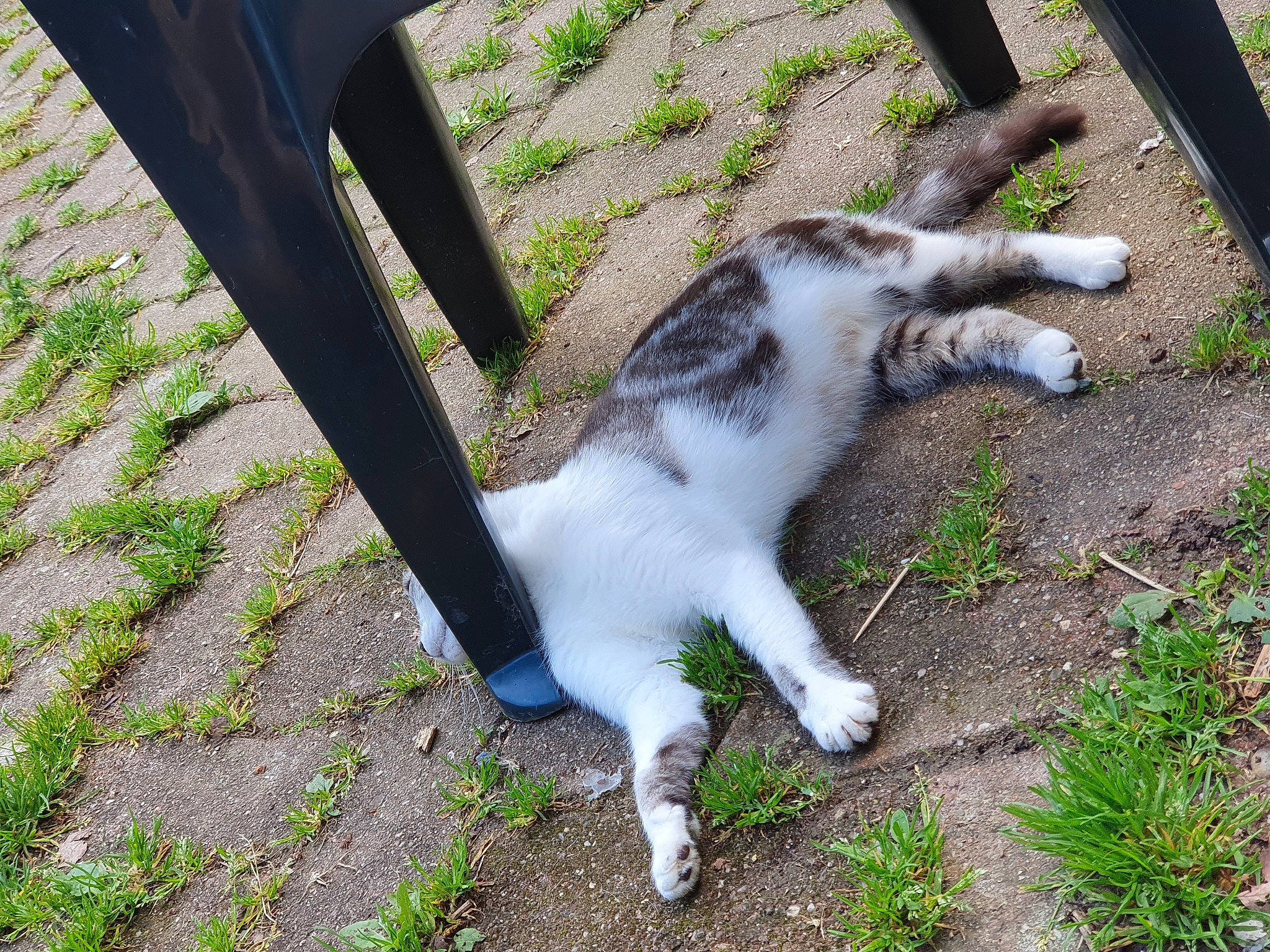 Seco participe au concours pour gagner de l'argent avec cette photo : aegean_cat, carnivore, cat, domestic_short_haired_cat, felidae, grass, leg, paw, polydactyl_cat, small_to_medium_sized_cats, tail, whiskers