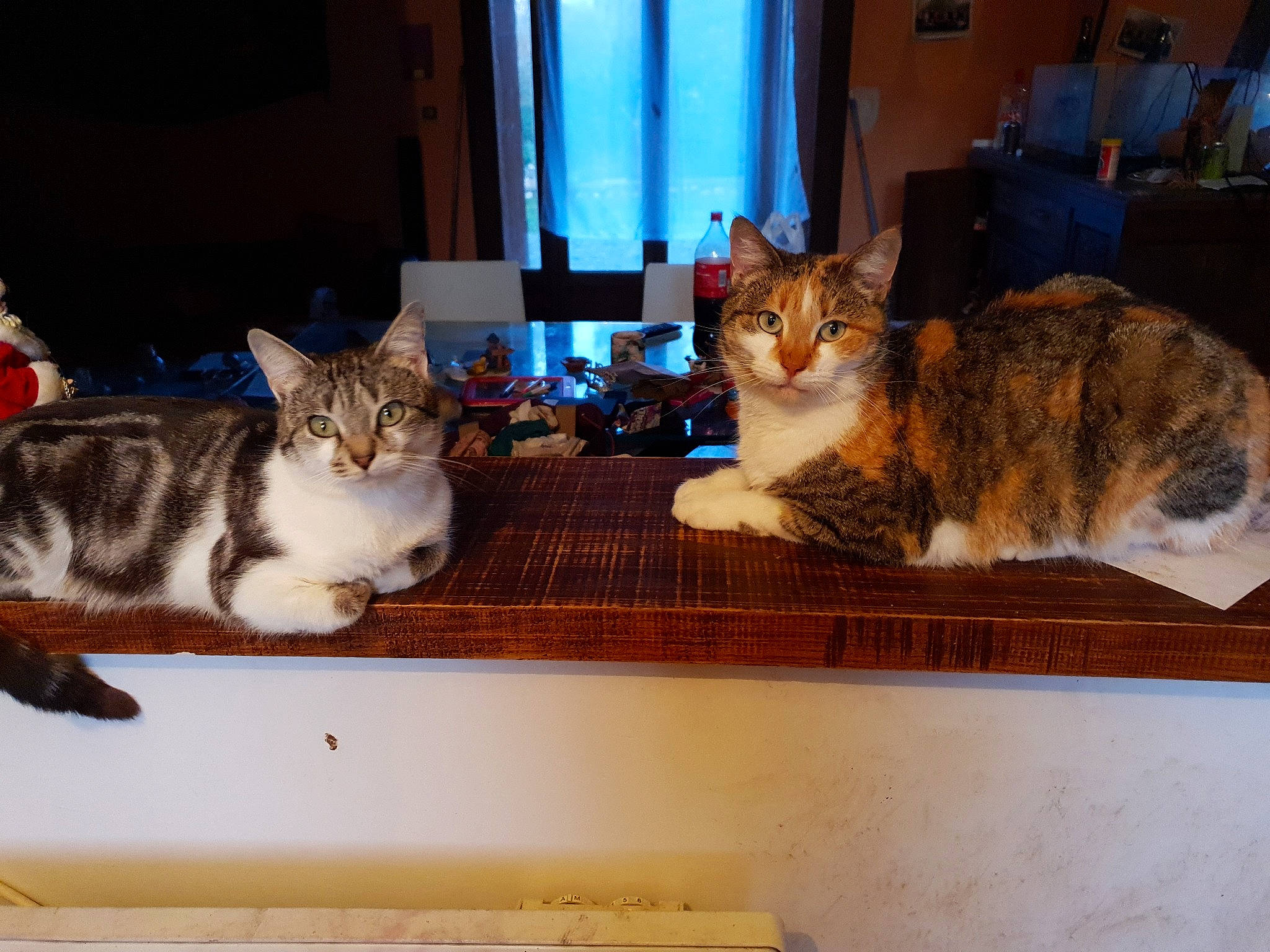 Minnie a rejoint le concours — aidez-le/la à gagner de superbes lots ! aegean_cat, american_shorthair, american_wirehair, asian, carnivore, cat, domestic_short_haired_cat, dragon_li, european_shorthair, felidae, kitten, kurilian_bobtail, mammal, small_to_medium_sized_cats, sokoke, tabby_cat, toyger, whiskers