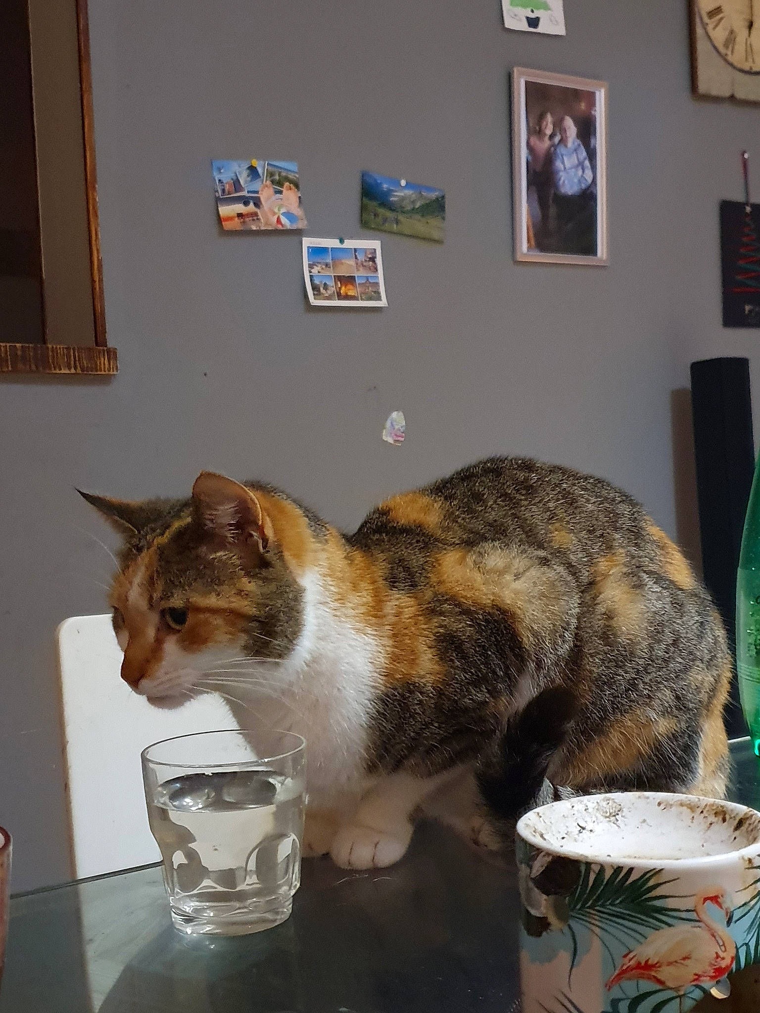 Minnie participe au concours pour gagner de l'argent avec cette photo : carnivore, cat, domestic_short_haired_cat, european_shorthair, felidae, fur, german_rex, kitten, small_to_medium_sized_cats, tabby_cat, whiskers