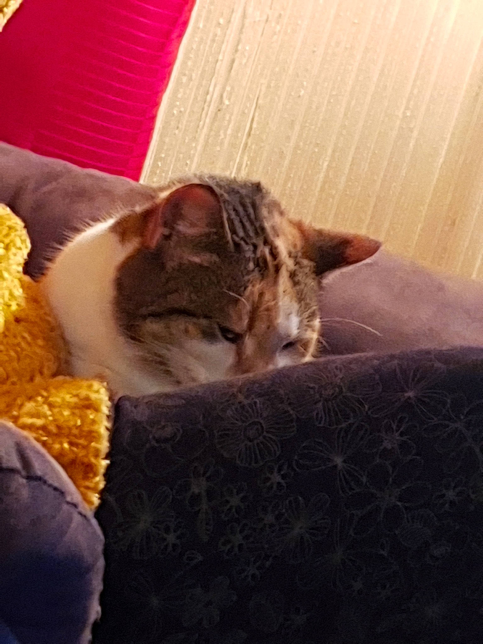 Minnie a rejoint le concours — aidez-le/la à gagner de superbes lots ! aegean_cat, asian, carnivore, cat, domestic_short_haired_cat, dragon_li, ear, european_shorthair, fawn, felidae, fur, german_rex, kitten, mammal, nap, sleep, small_to_medium_sized_cats, snout, tabby_cat, whiskers