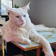Polar Aslan participe au concours pour gagner de l'argent avec cette photo : cat, white_cat, maine_coon, long_hair, heterochromia, blue_eye, green_eye, paw, ears, whiskers, table, marble_table, indoor, living_room, plant, television, relaxed, portrait, pet, furniture