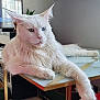 cat, white_cat, maine_coon, long_hair, heterochromia, blue_eye, green_eye, paw, ears, whiskers, table, marble_table, indoor, living_room, plant, television, relaxed, portrait, pet, furniture
