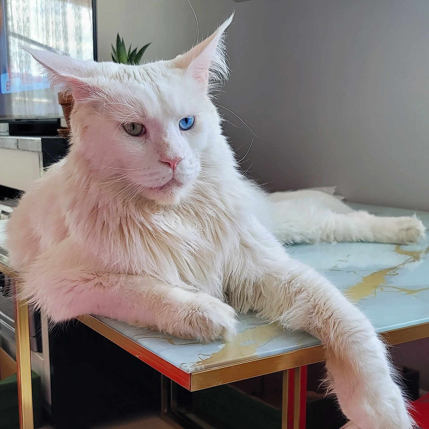 Polar Aslan participe au concours pour gagner de l'argent avec cette photo : blue_eye, cat, ears, furniture, green_eye, heterochromia, indoor, living_room, long_hair, maine_coon, marble_table, paw, pet, plant, portrait, relaxed, table, television, whiskers, white_cat