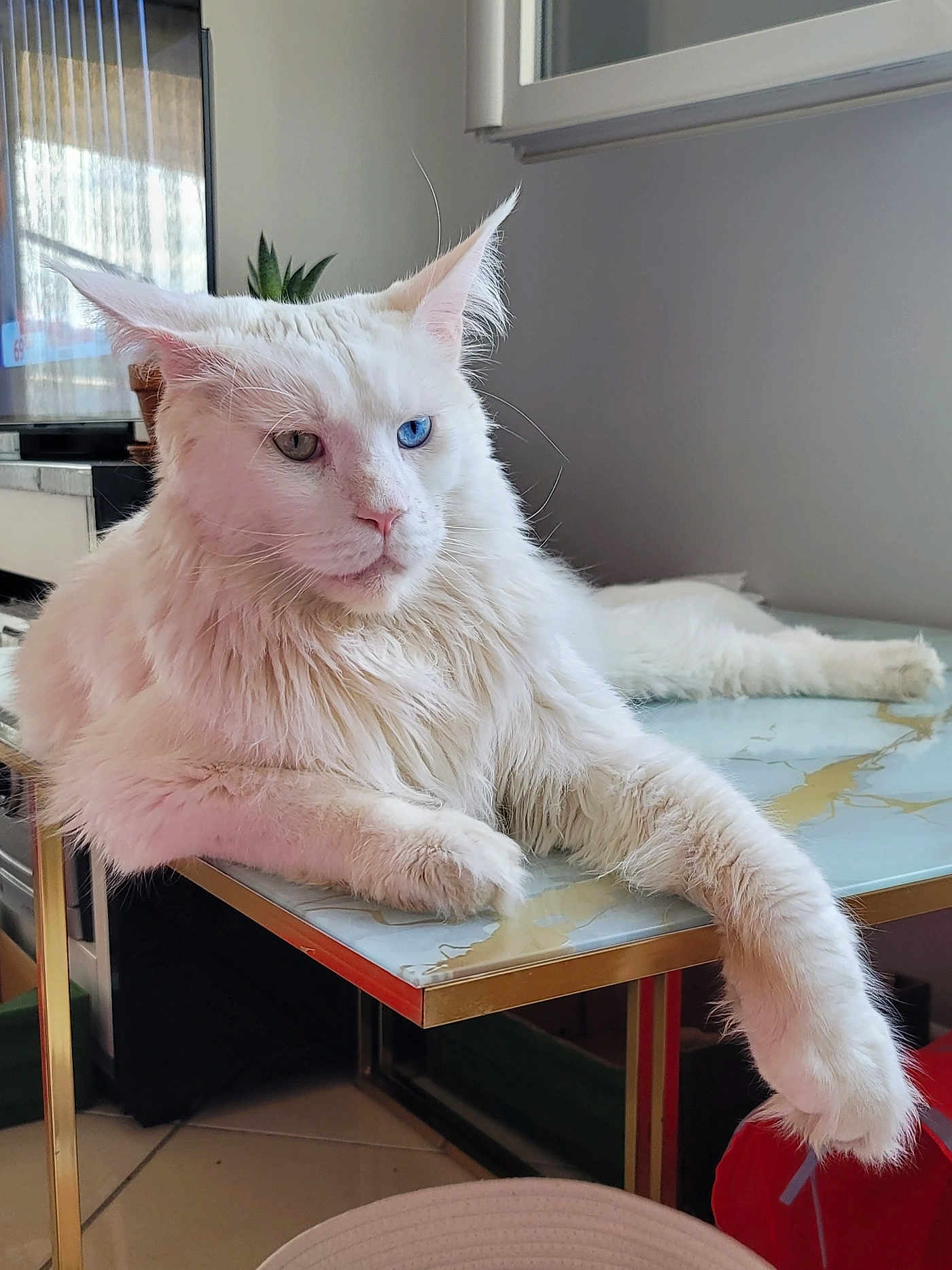 Polar Aslan participe au concours pour gagner de l'argent avec cette photo : cat, white_cat, maine_coon, long_hair, heterochromia, blue_eye, green_eye, paw, ears, whiskers, table, marble_table, indoor, living_room, plant, television, relaxed, portrait, pet, furniture