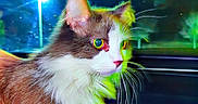 Lucky is registered to the contest to win money with this photo: cat, animal, pet, feline, night, car_interior, streetlamp, whiskers, fur, alert, indoor, window, reflection, brown, white, closeup, portrait, domestic_animal, sitting, vehicle