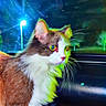 cat, animal, pet, feline, night, car_interior, streetlamp, whiskers, fur, alert, indoor, window, reflection, brown, white, closeup, portrait, domestic_animal, sitting, vehicle