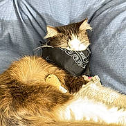 Lucky joined the competition — help win amazing prizes! cat, sleeping, bandana, fluffy, fur, pet, animal, resting, cozy, blue_blanket, indoor, cute, relaxed, whiskers, soft, feline, domestic_animal, nap, fur_pattern, comfortable
