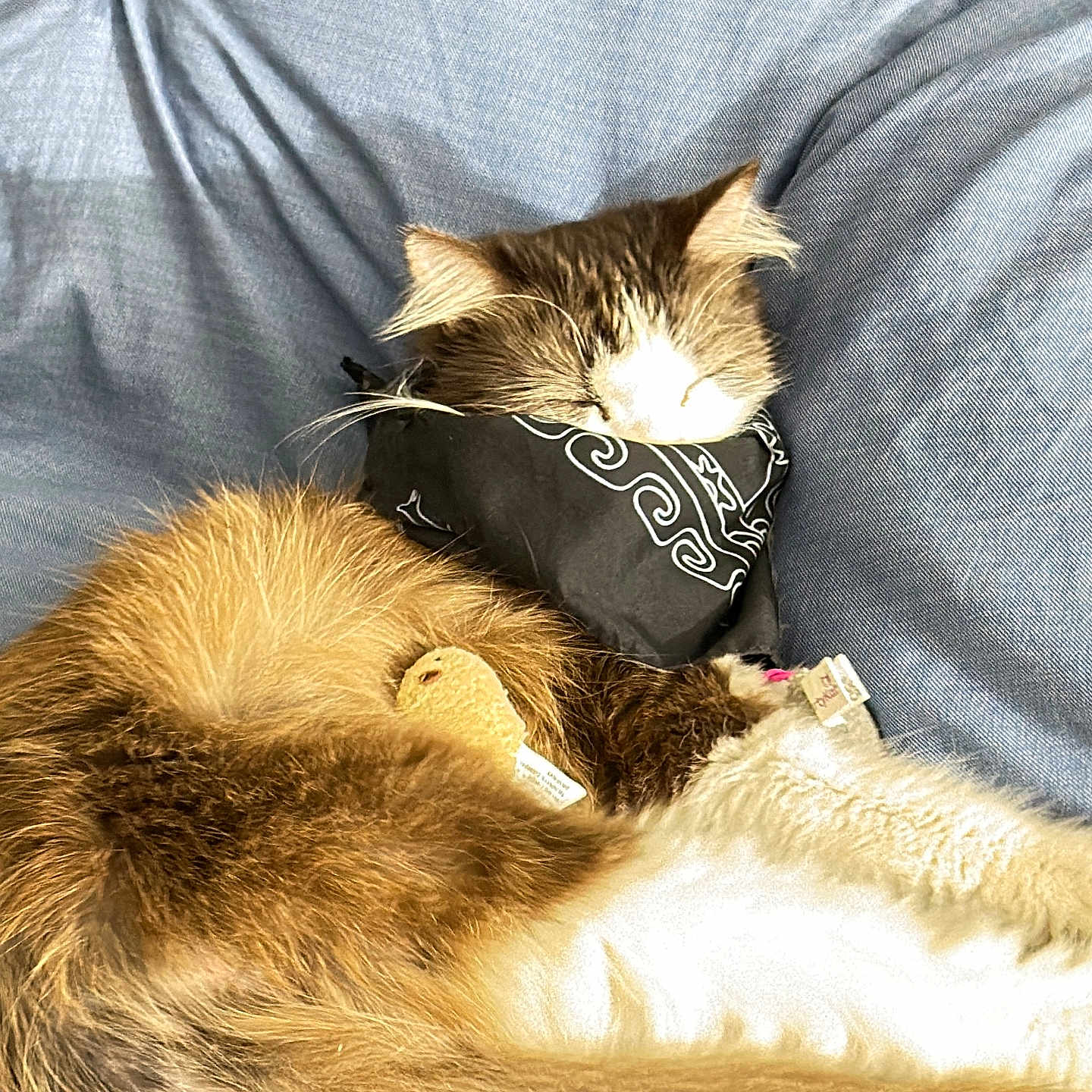 Lucky joined the competition — help win amazing prizes! cat, sleeping, bandana, fluffy, fur, pet, animal, resting, cozy, blue_blanket, indoor, cute, relaxed, whiskers, soft, feline, domestic_animal, nap, fur_pattern, comfortable
