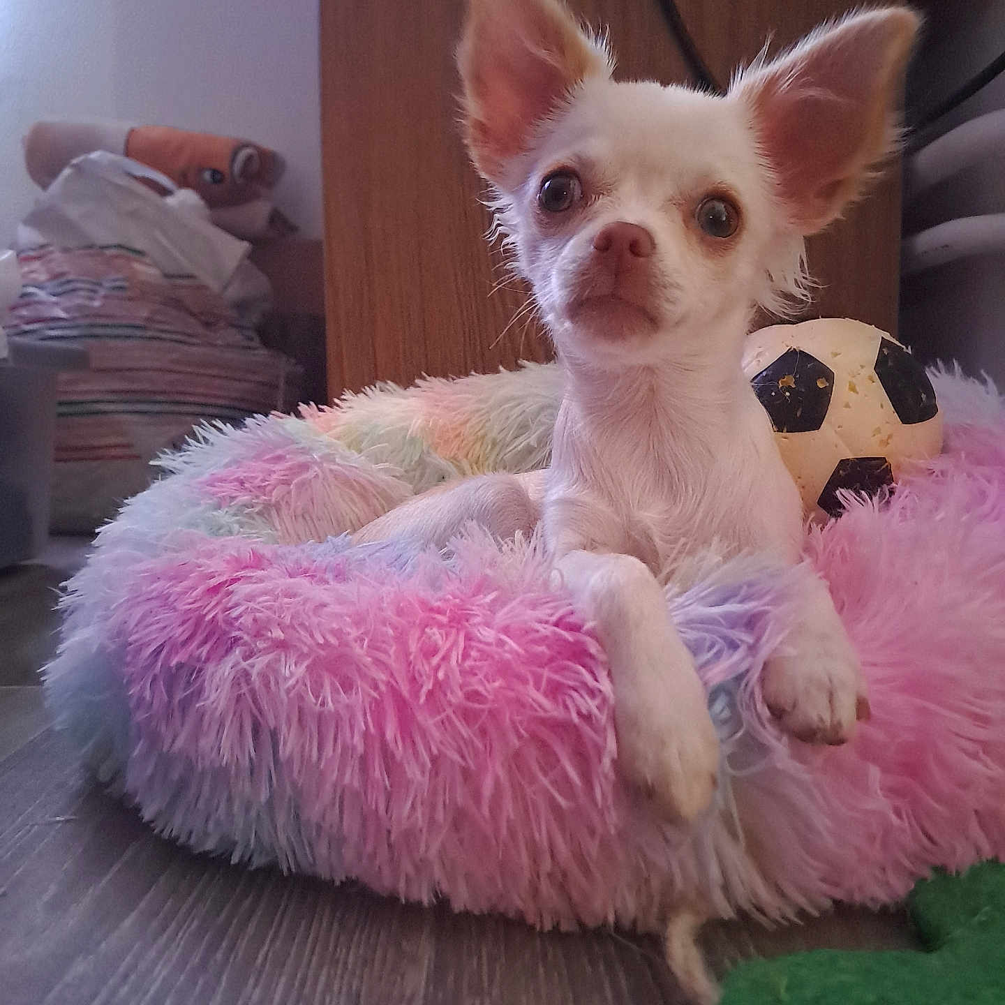 Vania a rejoint le concours — aidez-le/la à gagner de superbes lots ! accessories, animal, ball, canine, chihuahua, couch, dog, featherboa, football, hardwood, homedecor, person, pet, puppy, soccer, soccerball, sphere, sport, terrier, wood