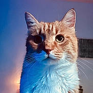 Gwapo a rejoint le concours — aidez-le/la à gagner de superbes lots ! animal, background_blur, blue_light, cat, close_up, curious, cute, domestic_cat, ears, face, feline, fur, indoor, orange_cat, pet, portrait, soft_lighting, warm_light, whiskers, white_fur