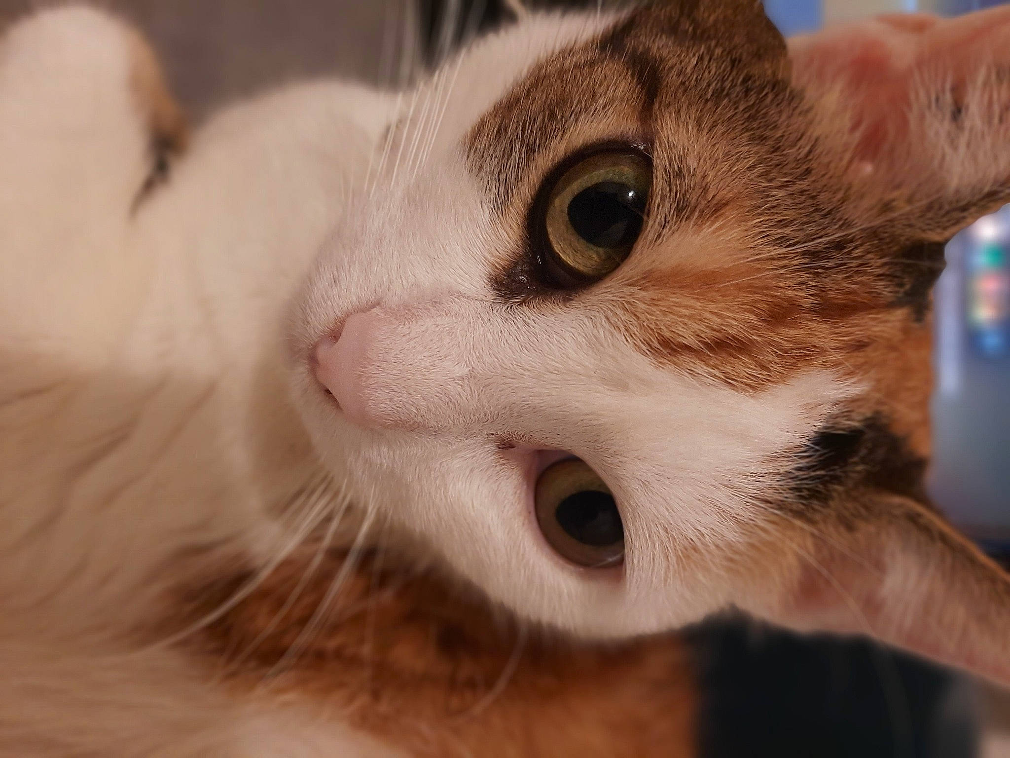 Jazzy participe au concours pour gagner de l'argent avec cette photo : carnivore, cat, domestic_short_haired_cat, ear, eye, fawn, felidae, fur, small_to_medium_sized_cats, snout, terrestrial_animal, whiskers, wildlife