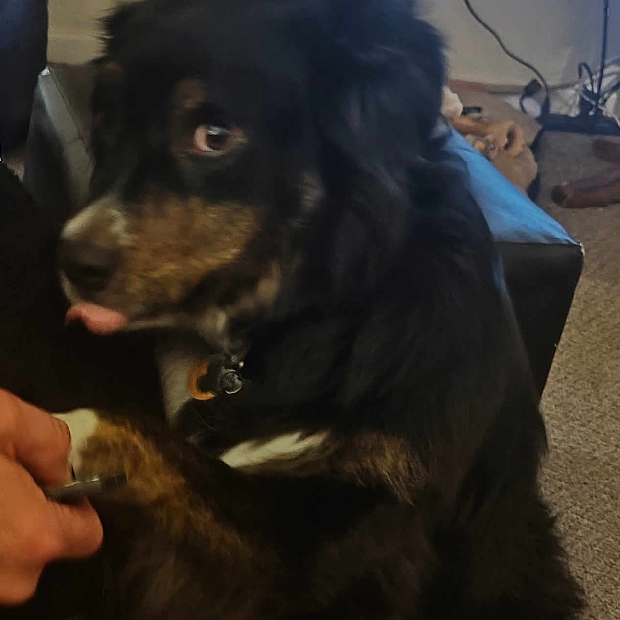 Polar is registered to the contest to win money with this photo: animal, ball, canine, cockerspaniel, couch, dog, face, furniture, head, hound, indoors, interiordesign, person, pet, photography, portrait, puppy, sport, tennis, tennisball