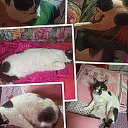 Marie Huzes participe au concours pour gagner de l'argent avec cette photo : animal, bed, black_and_white_cat, blanket, cat, collage, couch, cozy, domestic, feline, floral_pattern, fur, indoor, multiple_poses, pet, pillow, pink, relaxed, resting, sleeping
