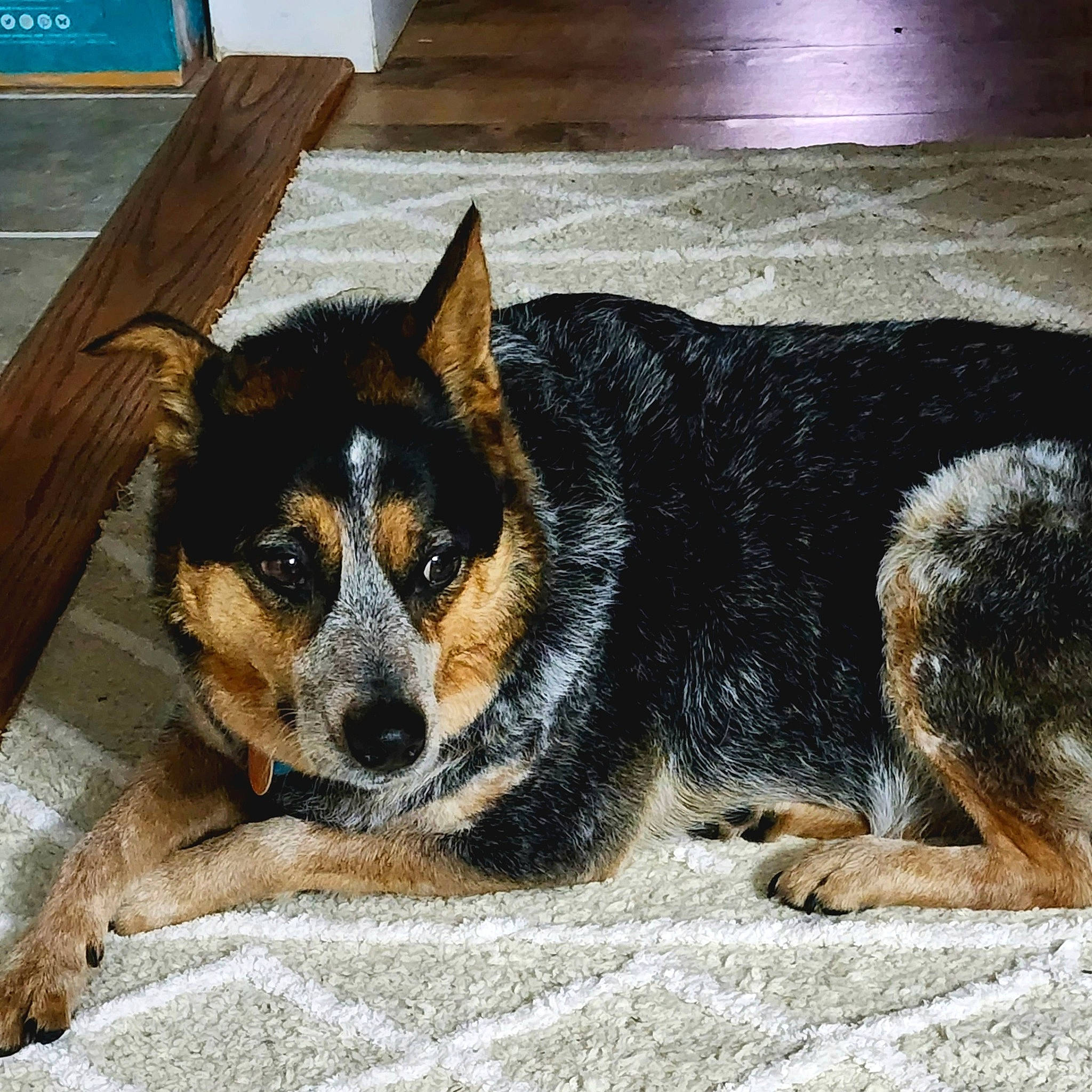 Babygirl joined the competition — help win amazing prizes! canidae, carnivore, chair, collar, companion_dog, dog, dog_breed, flooring, fur, herding_dog, paw, recipe, sporting_group, tail, terrestrial_animal, toy_dog, whiskers, window, working_animal, working_dog