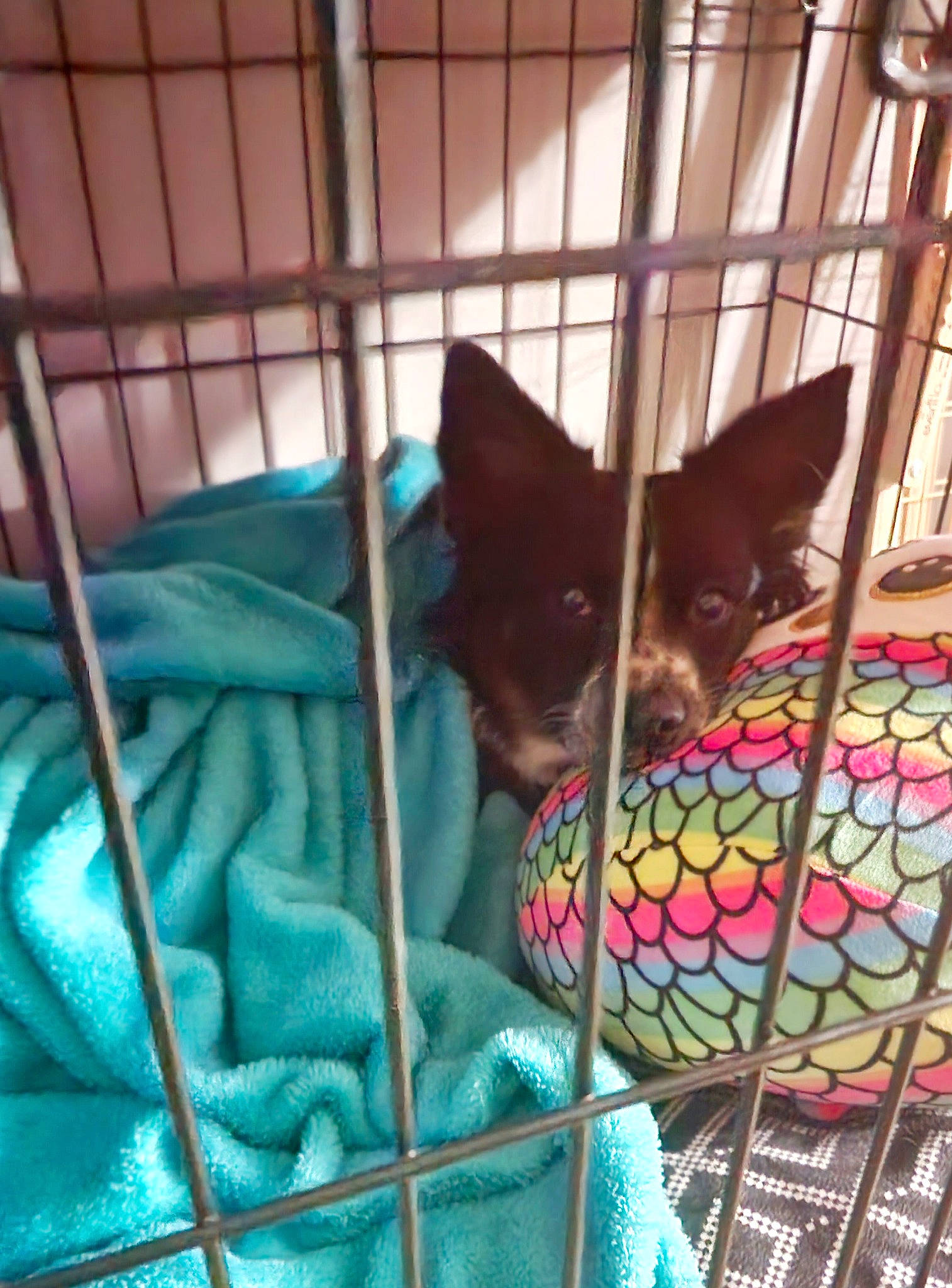 Sadie is registered to the contest to win money with this photo: animal_shelter, cage, carnivore, comfort, companion_dog, dog, dog_bed, dog_breed, dog_crate, dog_supply, fawn, felidae, kennel, mesh, net, pet_supply, small_to_medium_sized_cats, snout, toy_dog, whiskers