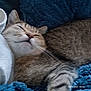 cat, sleeping_cat, feline, whiskers, fur, tabby, blanket, blue_blanket, cozy, close_up, pet, domestic_animal, paws, nose, muzzle, indoor, bedding, soft_texture, timestamp, relaxed