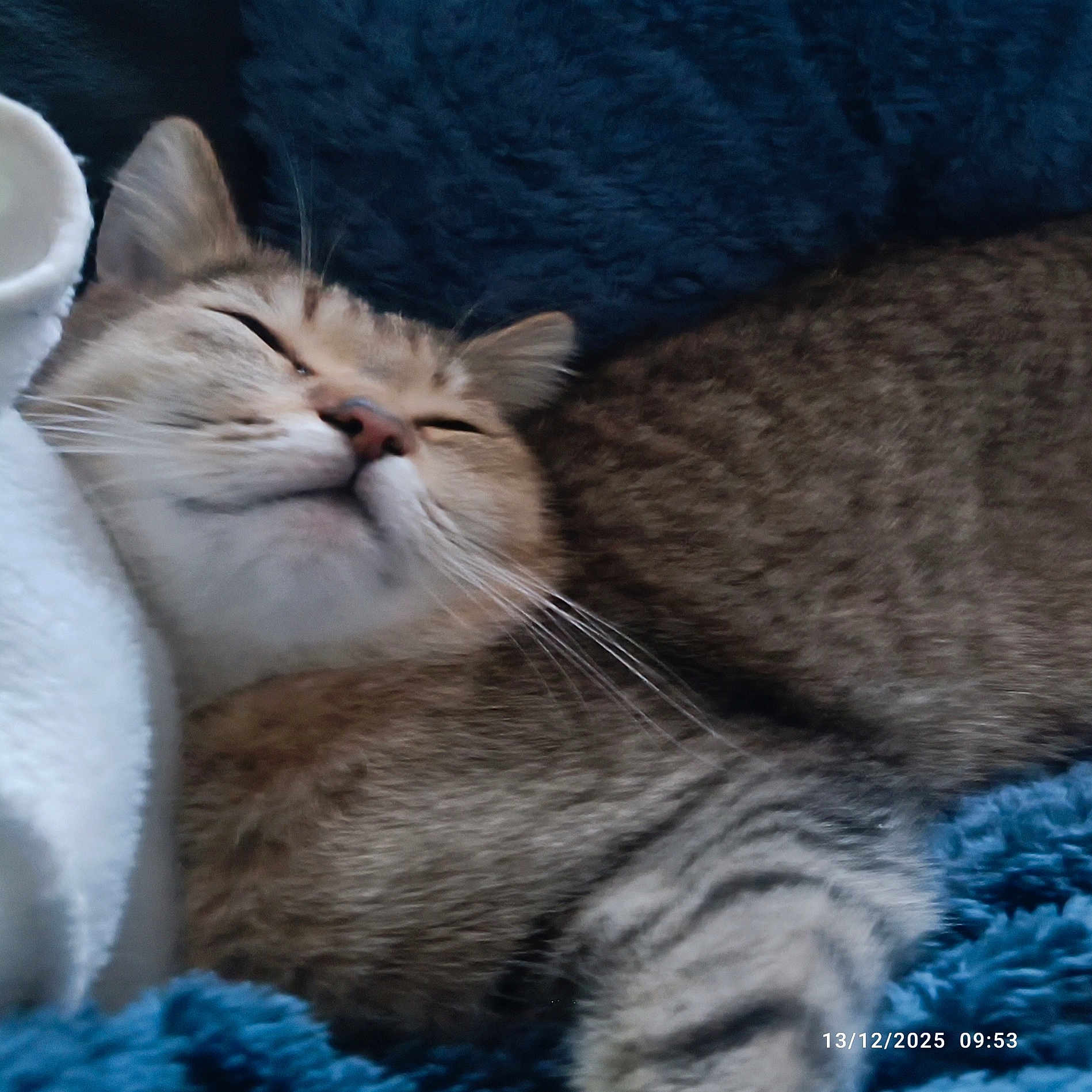 Agripine a rejoint le concours — aidez-le/la à gagner de superbes lots ! bedding, blanket, blue_blanket, cat, close_up, cozy, domestic_animal, feline, fur, indoor, muzzle, nose, paws, pet, relaxed, sleeping_cat, soft_texture, tabby, timestamp, whiskers