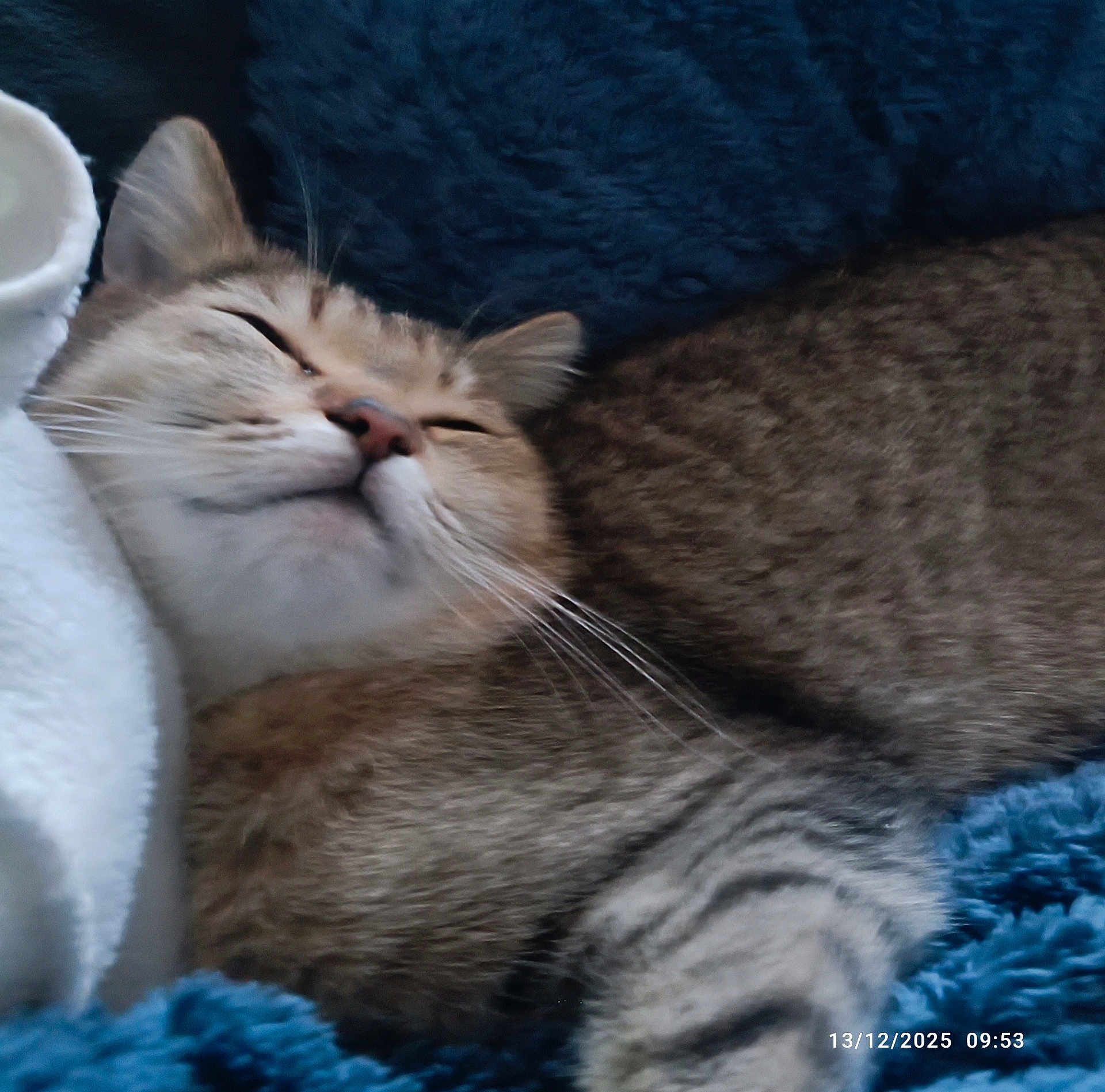 Agripine a rejoint le concours — aidez-le/la à gagner de superbes lots ! cat, sleeping_cat, feline, whiskers, fur, tabby, blanket, blue_blanket, cozy, close_up, pet, domestic_animal, paws, nose, muzzle, indoor, bedding, soft_texture, timestamp, relaxed
