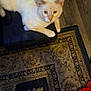 Simon joined the competition — help win amazing prizes! animal, calm, cat, closeup, cozy, domestic, feline, flooring, furniture, household, indoor, looking_up, orange_cloth, patterned_rug, pet, resting, rug, toolbox, white_cat, wooden_floor