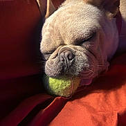 Nez is registered to the contest to win money with this photo: animal, blanket, close_up, companion, cozy, cute, dog, domestic, french_bulldog, fur, indoor, orange, pet, relaxed, resting, sleeping, snout, tennis_ball, tongue, whiskers