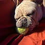 animal, blanket, close_up, companion, cozy, cute, dog, domestic, french_bulldog, fur, indoor, orange, pet, relaxed, resting, sleeping, snout, tennis_ball, tongue, whiskers