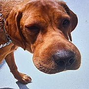 Molly is registered to the contest to win money with this photo: adorable, brown_coat, canine, chain, close_up, collar, concrete, dog, domestic_animal, expression, muzzle, nose, outdoor, paw, pet, portrait, shadow, squinting, sunlit, whiskers