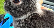 Messi a rejoint le concours — aidez-le/la à gagner de superbes lots ! domestic_rabbit, ear, fawn, hare, mammal, organism, rabbit, rabbits_and_hares, snout, vertebrate, whiskers, wildlife, wood_rabbit