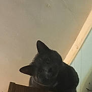 Georgie is registered to the contest to win money with this photo: alone, animal, cat, curious, dark, ears, feline, furry, head_tilt, indoor, low_light, perched, pet, quiet, quiet_moment, resting, room, shadow, still, wood