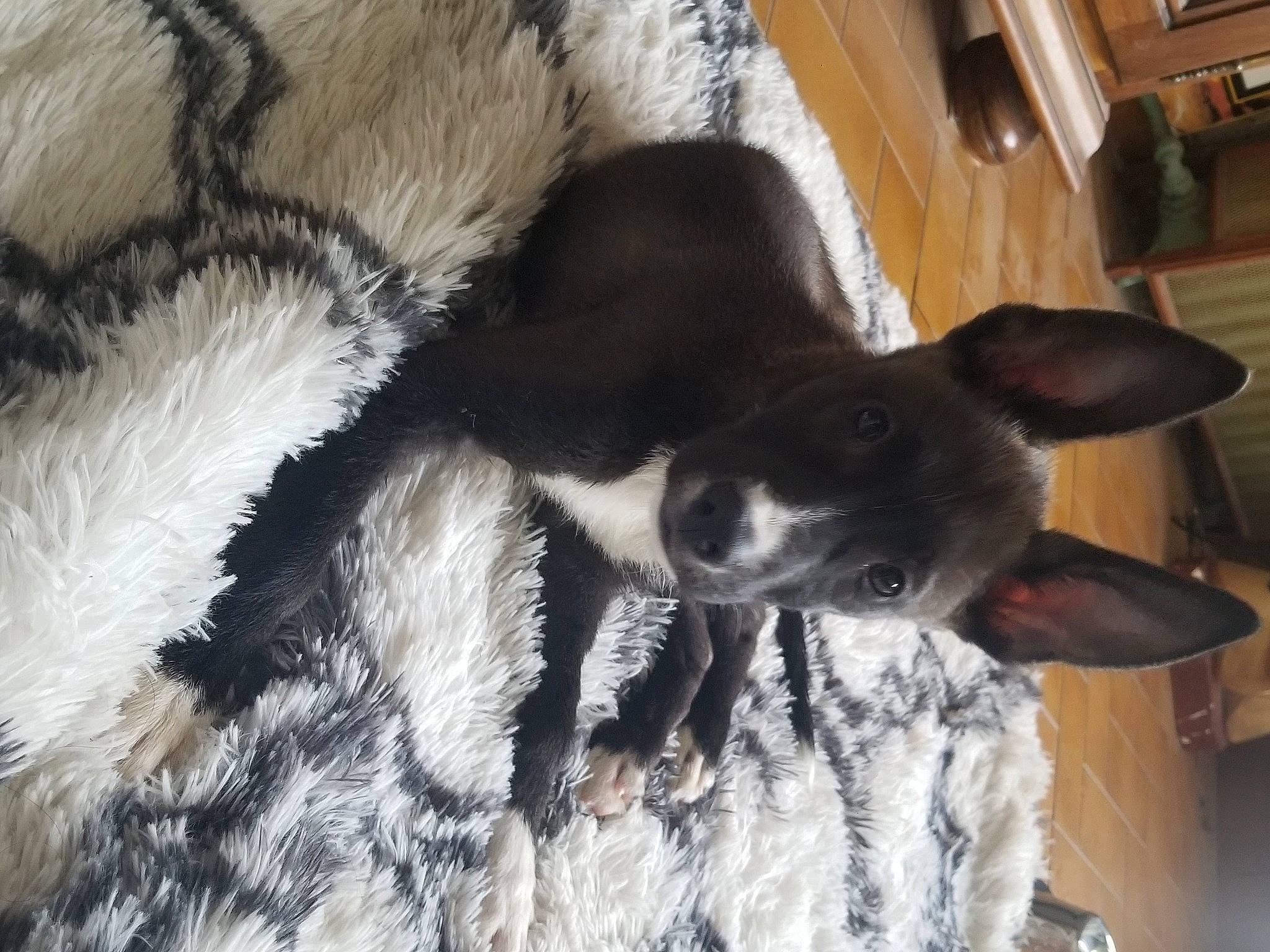 Tokyo participe au concours pour gagner de l'argent avec cette photo : canidae, carnivore, claw, comfort, companion_dog, dog, dog_breed, ear, fawn, fur, natural_material, non_sporting_group, paw, snout, sporting_group, tail, terrestrial_animal, whiskers, wood, working_animal