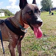 Tokyo a rejoint le concours — aidez-le/la à gagner de superbes lots ! dog, outdoor, grass, sky, cloud, tree, person, collar, harness, tongue, panting, animal, pet, leash, daylight, nature, field, canine, walking, happy