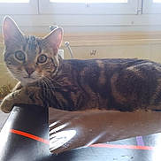 Ramses a rejoint le concours — aidez-le/la à gagner de superbes lots ! automotive_exterior, carnivore, cat, comfort, domestic_short_haired_cat, felidae, flooring, fur, paw, sitting, small_to_medium_sized_cats, tail, vehicle_door, vertebrate, whiskers