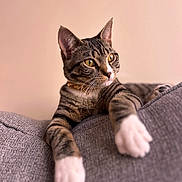 Brunson is registered to the contest to win money with this photo: animal, cat, close_up, collar, couch, curious, domestic_cat, feline, gray_furniture, indoor, paws, pet, portrait, relaxed, soft_light, stretching, striped_fur, tabby, whiskers, yellow_eyes
