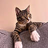 animal, cat, close_up, collar, couch, curious, domestic_cat, feline, gray_furniture, indoor, paws, pet, portrait, relaxed, soft_light, stretching, striped_fur, tabby, whiskers, yellow_eyes
