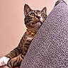 Brunson is registered to the contest to win money with this photo: animal_portrait, cat, close_up, cozy, curious, cushion, cute, domestic_animal, feline, golden_collar, gray_texture, human_arm, indoor, pet, pink_wall, resting, soft_background, tabby_cat, whiskers, wide_eyes