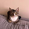 Brunson joined the competition — help win amazing prizes! animal, cat, closeup, couch, curious, domestic_animal, ears, feline, fur, furniture, home, indoor, looking, pet, portrait, relaxed, resting, tabby_cat, whiskers, yellow_eyes