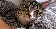 Brunson is registered to the contest to win money with this photo: animal, arm, blanket, cat, close_up, couch, cozy, curious, cute, face, fur, home, indoor, pet, portrait, relaxed, resting, tabby, whiskers, white_paws