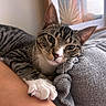 animal, arm, blanket, cat, close_up, couch, cozy, curious, cute, face, fur, home, indoor, pet, portrait, relaxed, resting, tabby, whiskers, white_paws