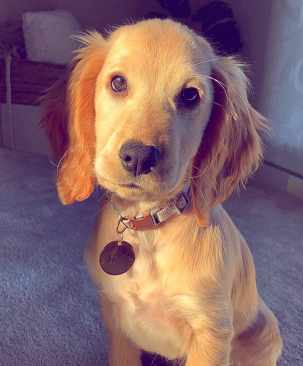 Jax joined the competition — help win amazing prizes! canidae, carnivore, companion_dog, dog, dog_breed, dog_collar, ear, eye, fawn, flooring, fur, hair, happy, head, human_body, iris, puppy_love, snout, sporting_group, whiskers