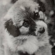Muffin is registered to the contest to win money with this photo: puppy, dog, black_and_white, vintage, portrait, cute, fluffy, animal, young, soft_focus, nostalgic, pet, closeup, fur, adorable, mammal, expression, face, outdoor, nature