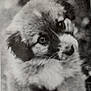 puppy, dog, black_and_white, vintage, portrait, cute, fluffy, animal, young, soft_focus, nostalgic, pet, closeup, fur, adorable, mammal, expression, face, outdoor, nature