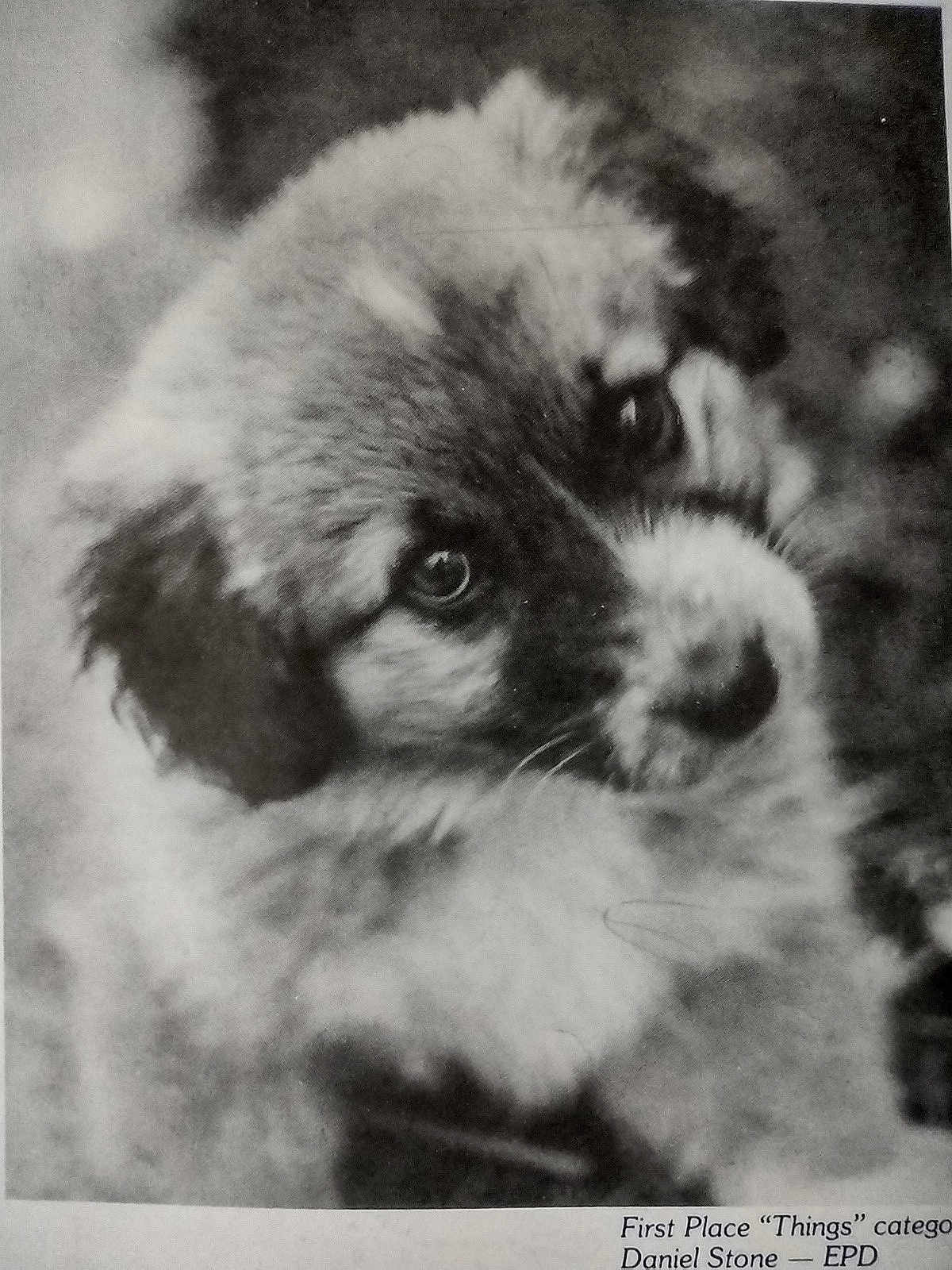 Muffin is registered to the contest to win money with this photo: puppy, dog, black_and_white, vintage, portrait, cute, fluffy, animal, young, soft_focus, nostalgic, pet, closeup, fur, adorable, mammal, expression, face, outdoor, nature