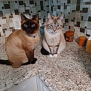 Sammy is registered to the contest to win money with this photo: cat, feline, pet, indoor, kitchen, countertop, blue_eyes, collar, two_animals, sitting, tile_backsplash, cabinet, container, domestic_animal, fur, whiskers, cute, companion, portrait, household