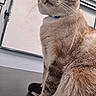 Sammy joined the competition — help win amazing prizes! cat, feline, pet, animal, fur, whiskers, collar, blue_collar, white_paws, indoor, table, whiteboard, office, close_up, sitting, domestic_cat, portrait, brown_fur, striped_fur, focused