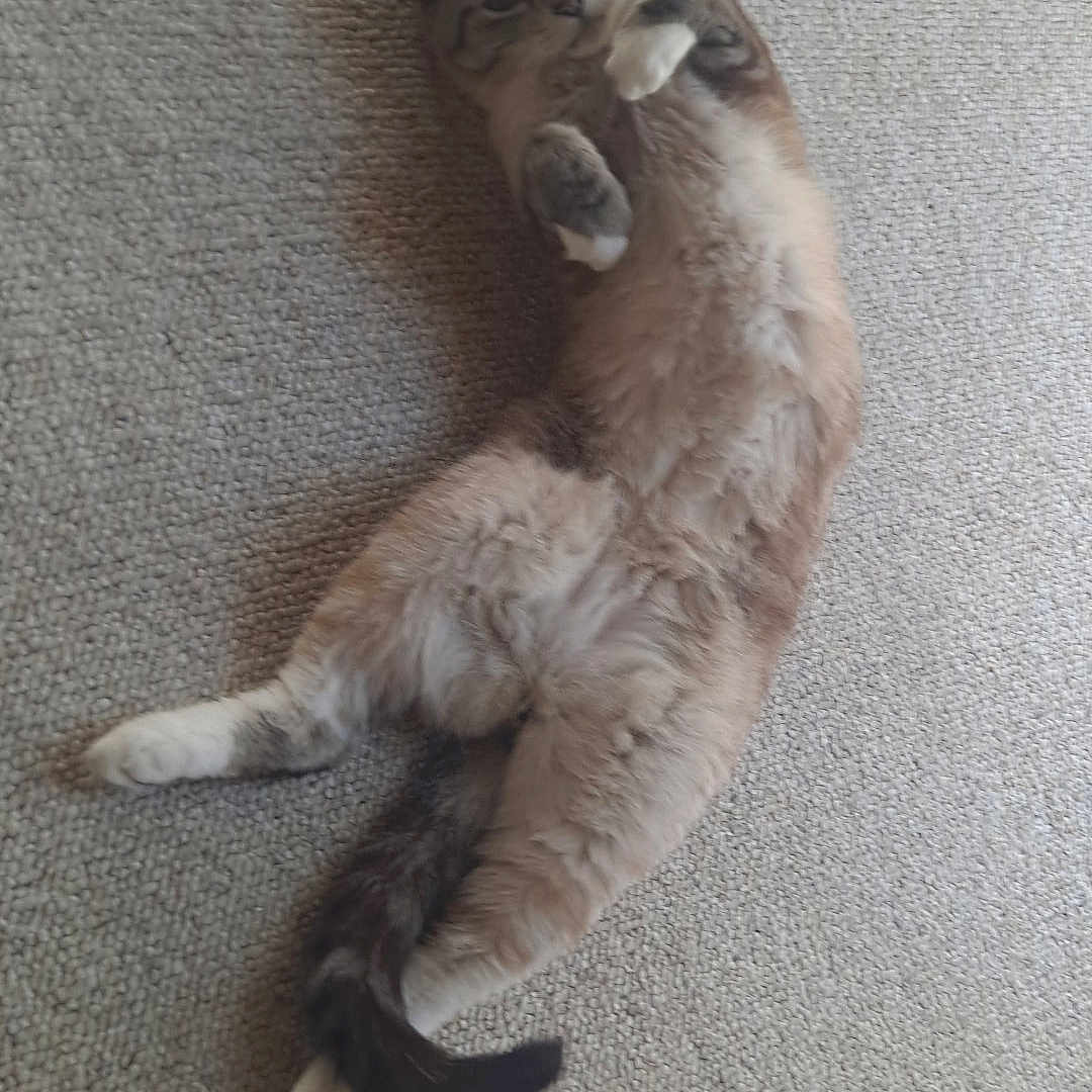Sammy