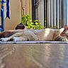 Sammy joined the competition — help win amazing prizes! cat, indoor, sunlight, sleeping, relaxing, plant, window, glass_door, rug, floor, furniture, home, cozy, pet, mammal, whiskers, ears, resting, two_cats, natural_light