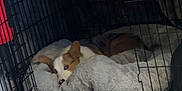 Oni joined the competition — help win amazing prizes! dog, crate, pet_bed, plush_toy, indoor, wooden_floor, resting, cozy, pet_supplies, cage, animal, fur, cute, relaxing, home, comfort, sleepy, paw, ears, pet