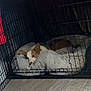 dog, crate, pet_bed, plush_toy, indoor, wooden_floor, resting, cozy, pet_supplies, cage, animal, fur, cute, relaxing, home, comfort, sleepy, paw, ears, pet