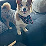 Oni is registered to the contest to win money with this photo: dog, corgi, pet, indoor, couch, bandana, bone, chew_toy, fur, ears, happy, smiling, animal, domestic_animal, living_room, pillow, tail, whiskers, cute, canine
